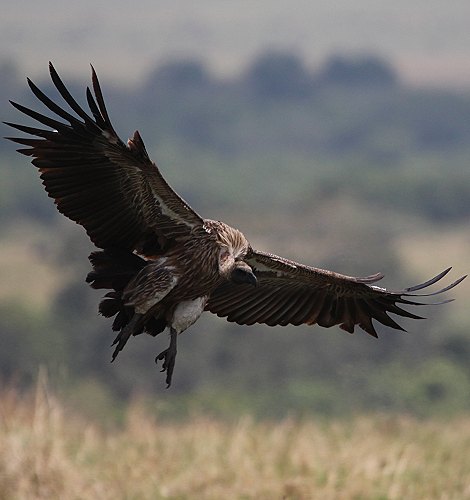 Geier in der Masai Mara