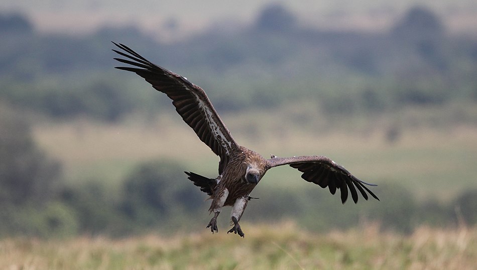 Geier in der Masai Mara