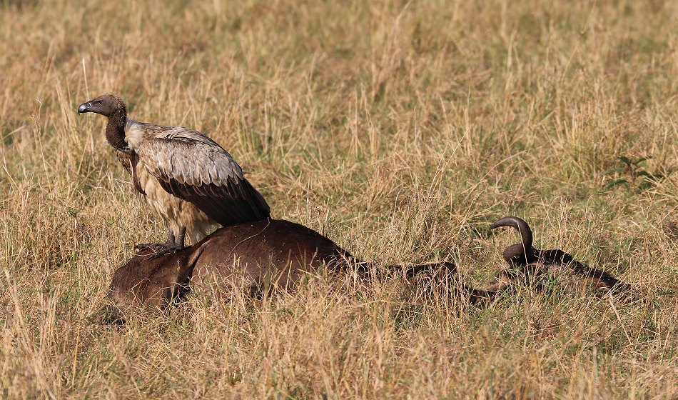 Migration in der Masai Mara 2021