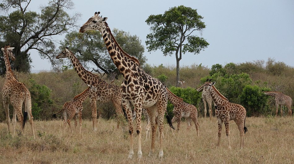Masai Giraffen in der Mara