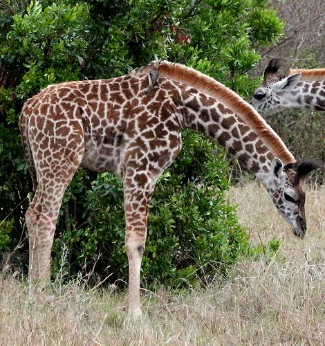 Masai Giraffen in der Mara
