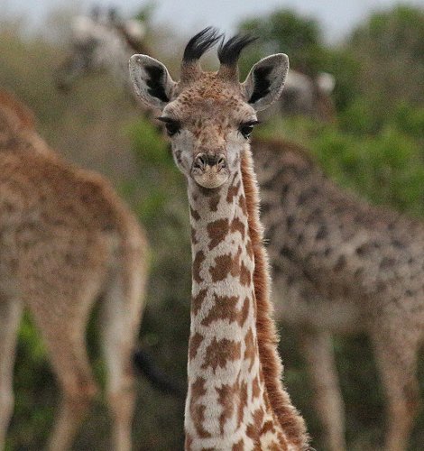 Masai Giraffen in der Mara