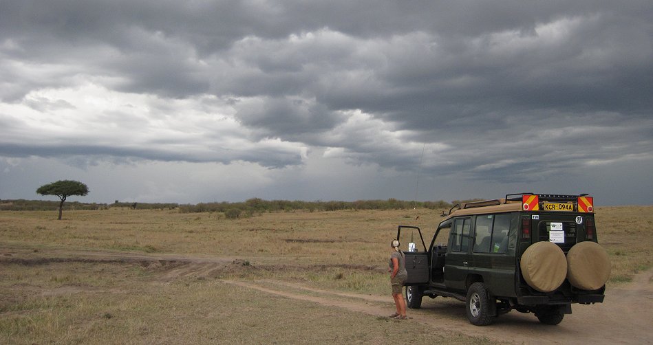 Masai Giraffen in der Mara