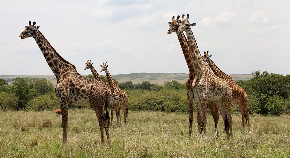 Masai Giraffen in der Masai Mara