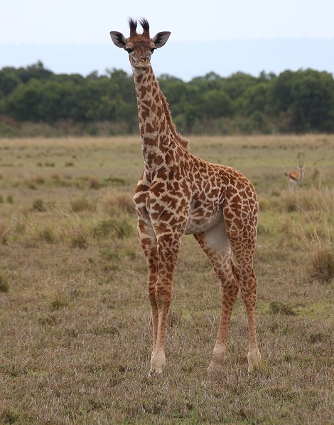 Masai Giraffen Kalb