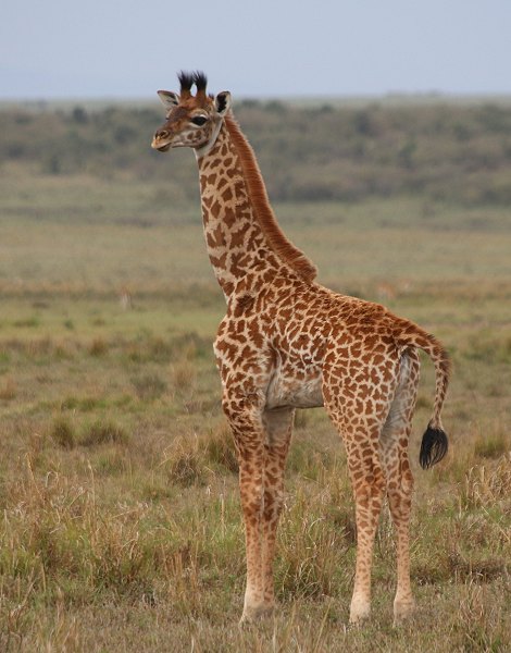 Masai Giraffen Kalb