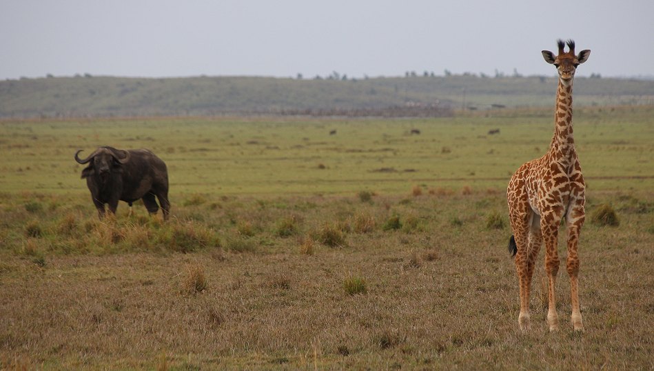 Masai Giraffen Kalb