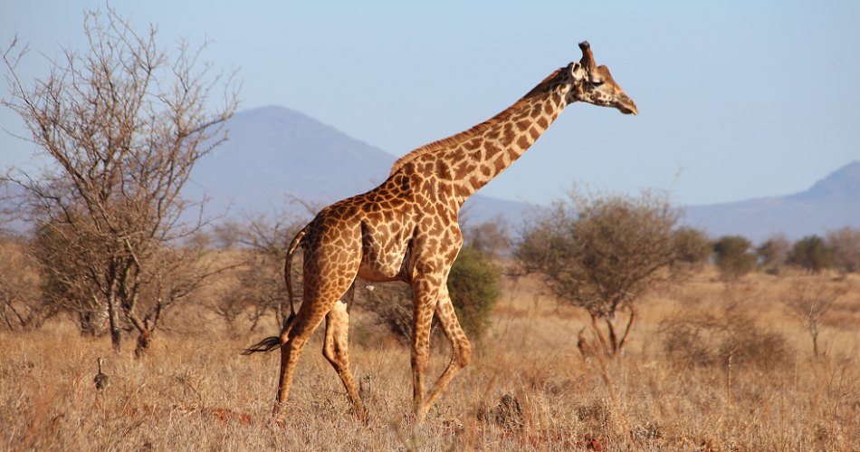 Masai Giraffen im Lumo Reservat