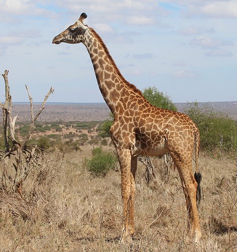 Masai Giraffen im Lumo Reservat