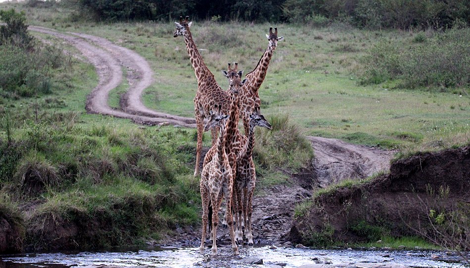 Giraffen im Smelling Crossing, Masai Mara