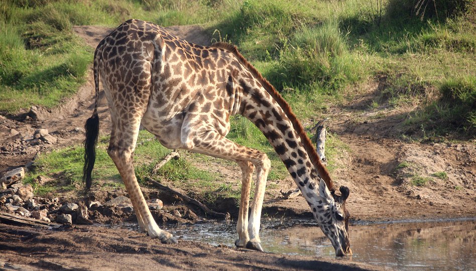 Giraffen in der Masai Mara im Smelling Crossing