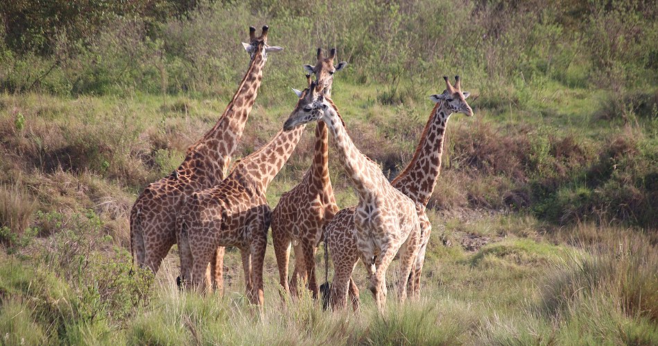 Giraffen in der Masai Mara im Smelling Crossing