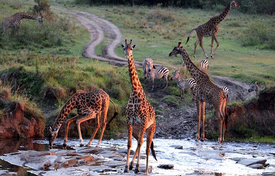 Giraffen im Smelling Crossing, Masai Mara