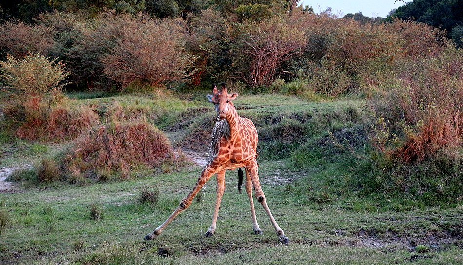 Giraffen im Smelling Crossing, Masai Mara