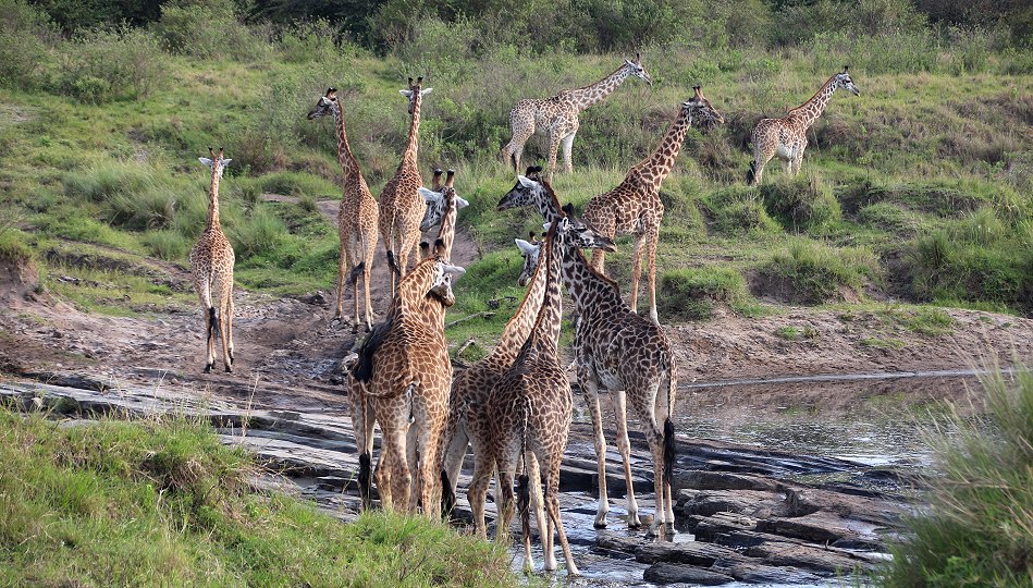 Giraffen in der Masai Mara im Smelling Crossing