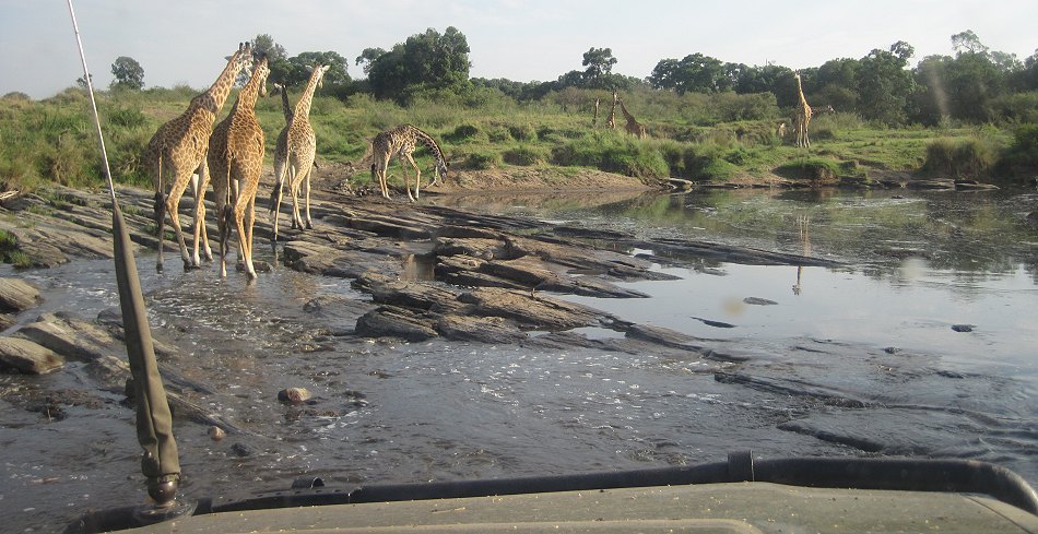 Giraffen in der Masai Mara im Smelling Crossing