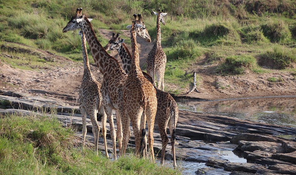 Giraffen in der Masai Mara im Smelling Crossing