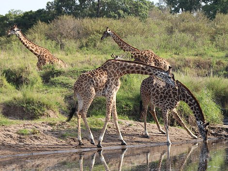 Giraffen in der Masai Mara im Smelling Crossing