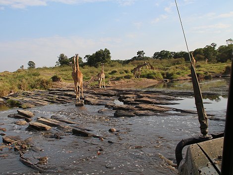 Giraffen in der Masai Mara im Smelling Crossing