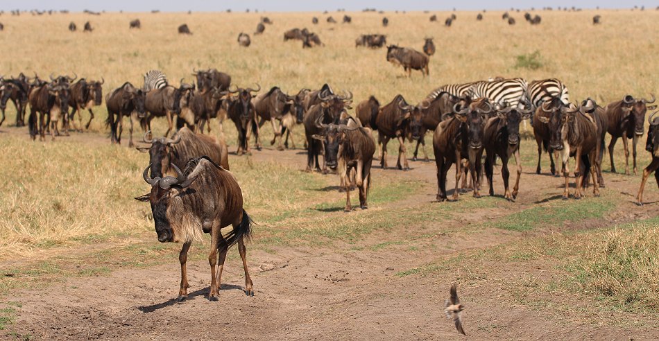Gnus in der Masai Mara