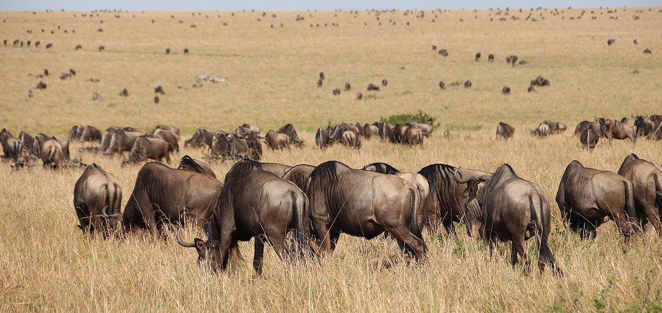 Gnus in der Masai Mara