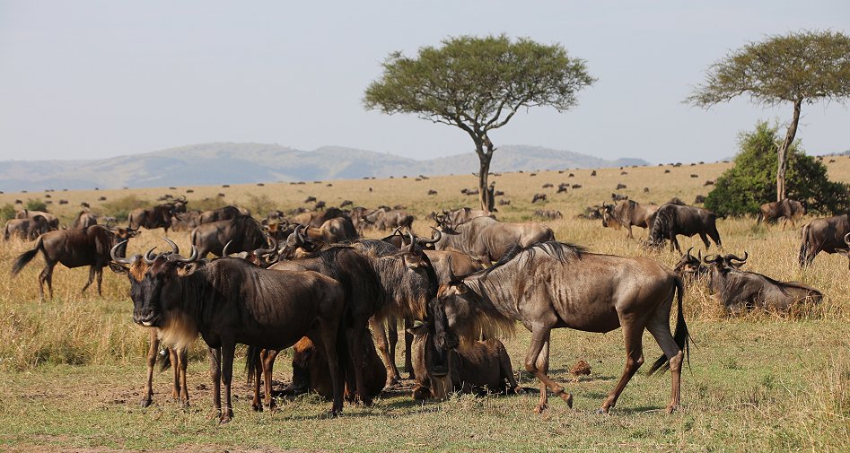 Gnus in der Masai Mara