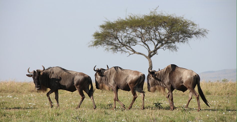 Gnus in der Masai Mara