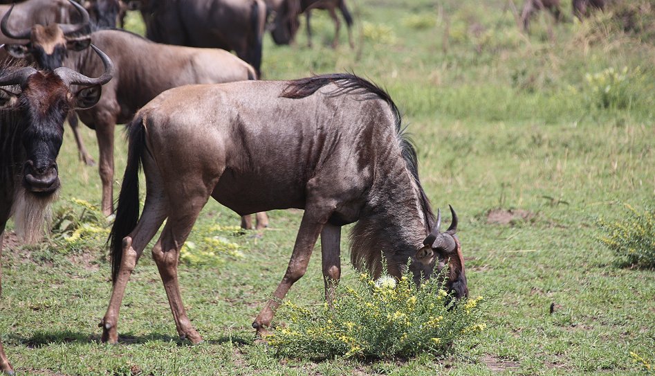 Gnus in der Masai Mara