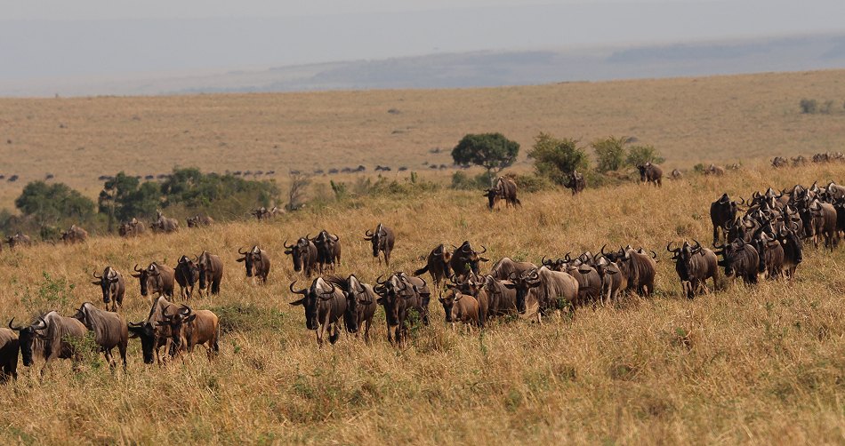 Gnus und Zebras überqueren den Mara River