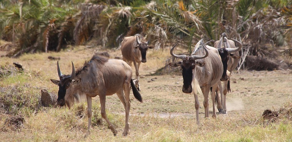 Gnus im des Amboseli Park