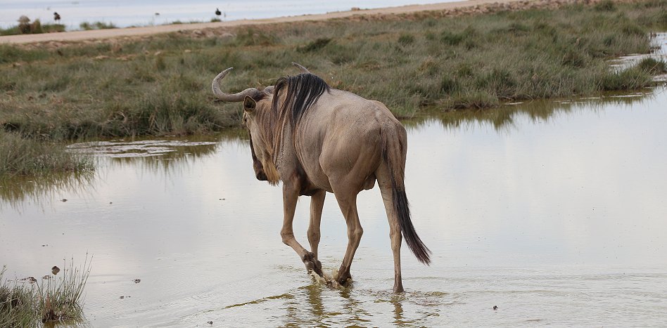 Gnus im Amboseli National Park
