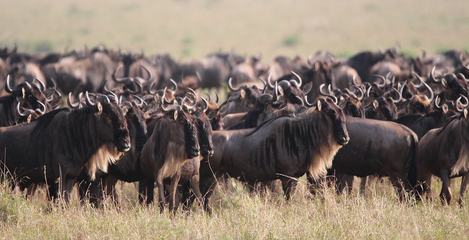 Nne Bora - Geparden auf auf der Jagd