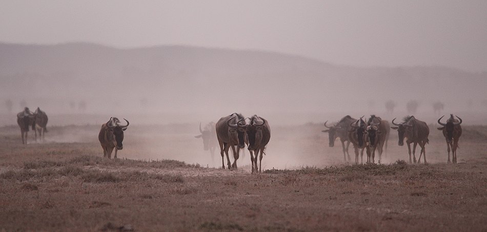 Gnus im Staub des Amboseli Parks
