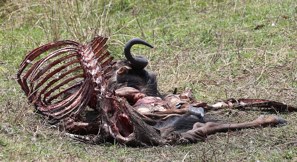 Gnu Kadaver in der Masai Mara