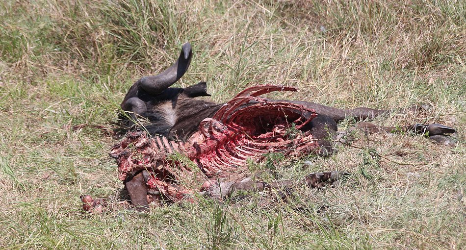 Gnus Kadaver in der Masai Mara