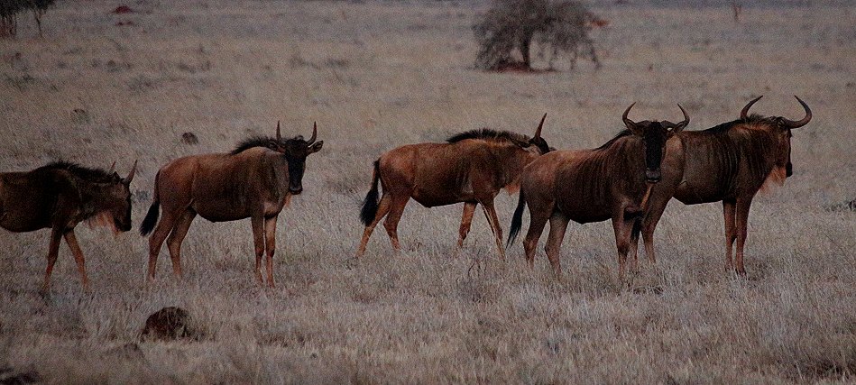 Gnus im Lumo Conservancy