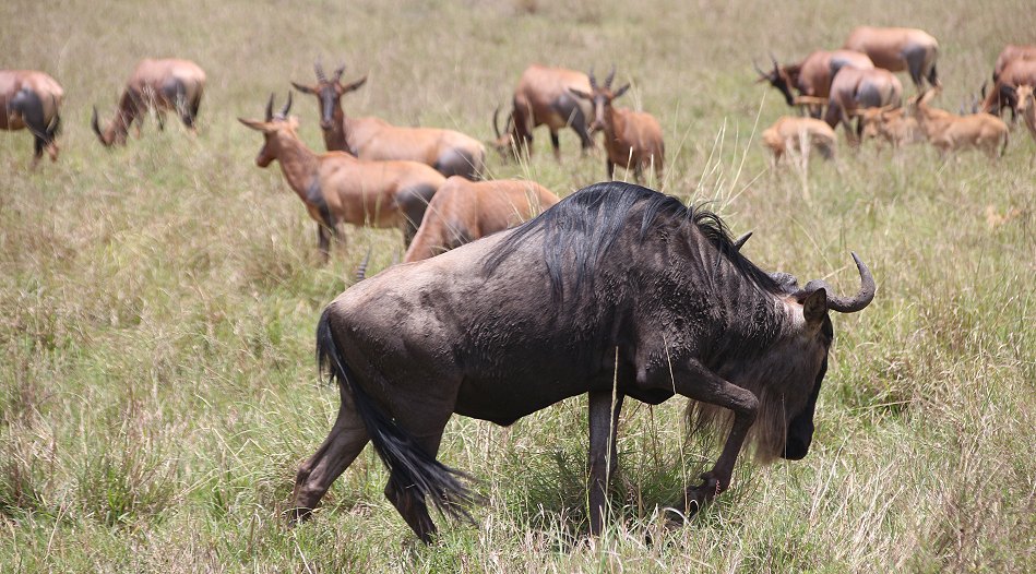 Migration Masai Mara