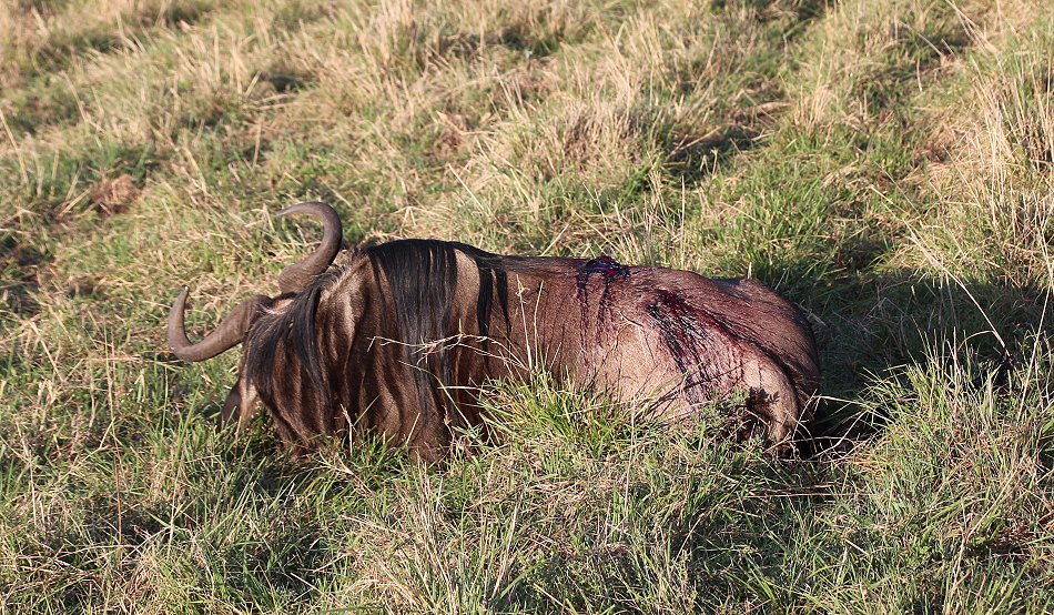 verletztes Gnu
