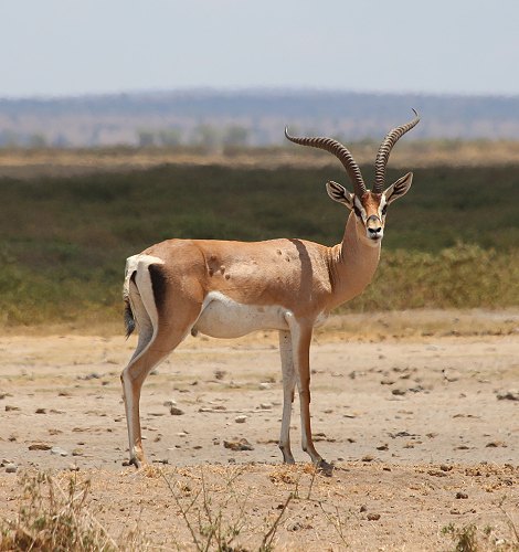 Grantgazelle Amboseli im National Park 