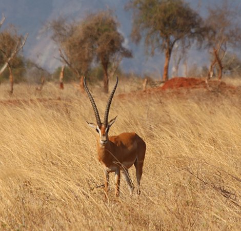 Grant Gazelle im Lumo Reservat