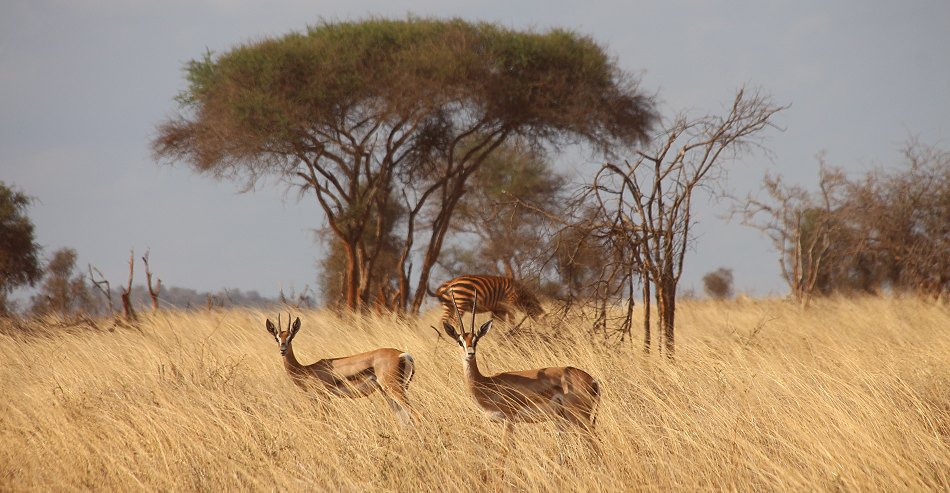 Grant Gazelle im Lumo Reservat