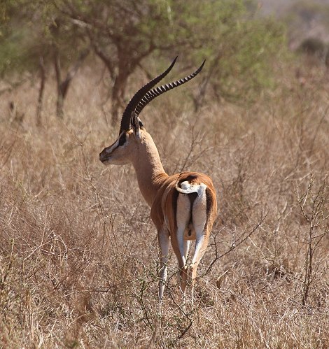 Grant Gazelle im Lumo Reservat