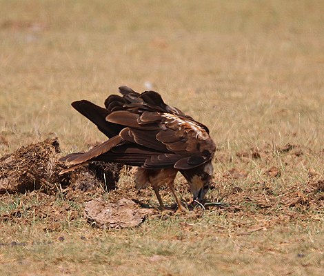 Greifvogel im Amboseli National Park