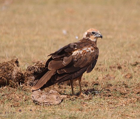 Greifvogel im Amboseli National Park