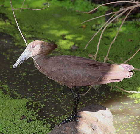 Hammerkop im Lumo Reservat