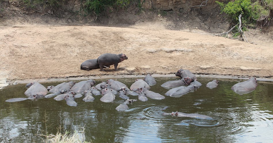 Flusspferde in der Masai Mara