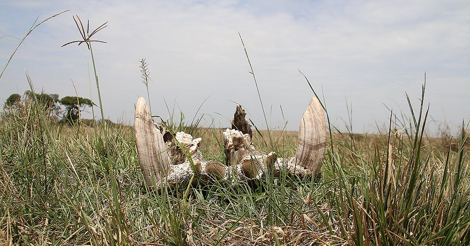 Flusspferdzähne - Masai Mara