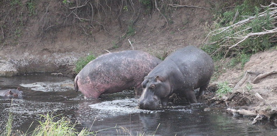 Flusspferd in der Masai Mara