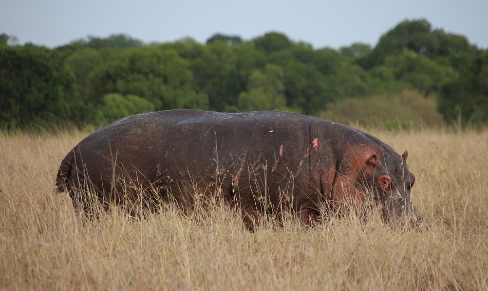 Flusspferd in der Masai Mara