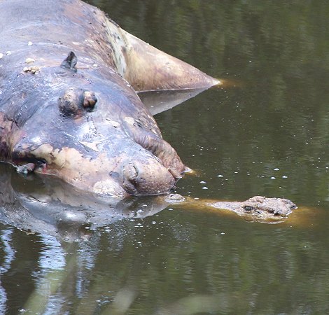 Nilkrokodil am Flusspferd Kadaver